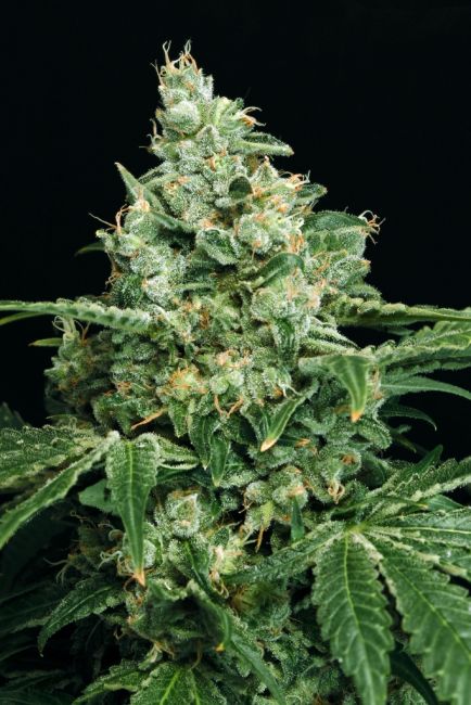 Sir Jack Feminised Seeds