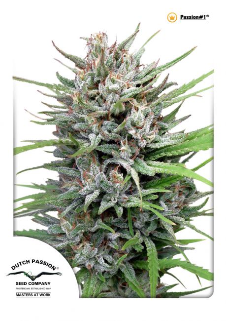 Passion # Feminised Seeds