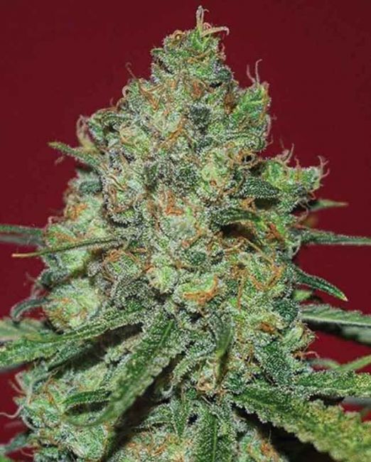 Clinical White CBD Feminised Seeds