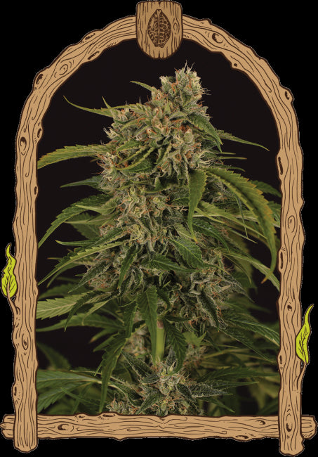 Sir Jack Pure CBD Auto Feminised Seeds