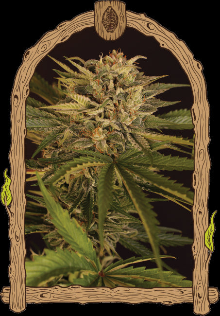 Dr. Greenman Pure CBD Feminised Seeds