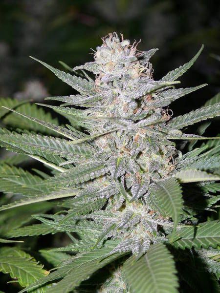 Blueberry Hashplant Regular Seeds