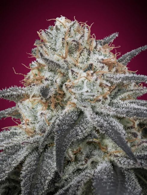 Slurricane Auto Feminised Seeds + FREE SEED