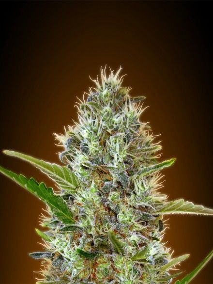 Somango Auto Feminised Seeds