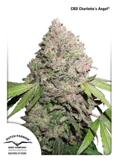 Charlotte's Angel CBD Feminised Seeds