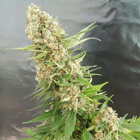 Critical Gorilla Feminised Seeds