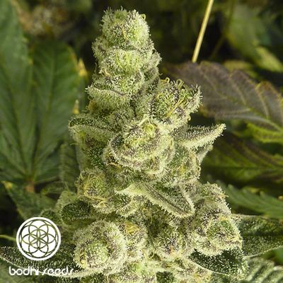 Space Cake Regular Seeds