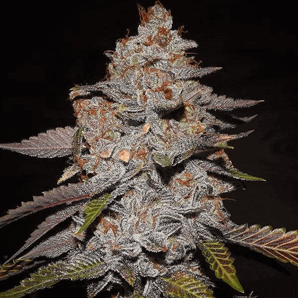Phone Home Regular Seeds