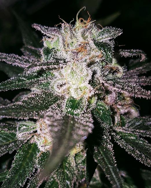 Gorilla Cookies (GG# x Cookies) Feminised Seeds