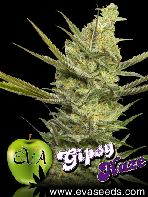 Gipsy Haze Feminised Seeds