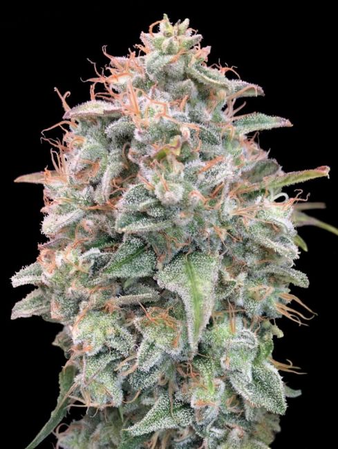 Banana Cookies Auto Feminised Seeds