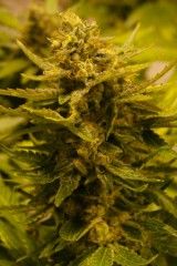 OG CBD Feminised Seeds