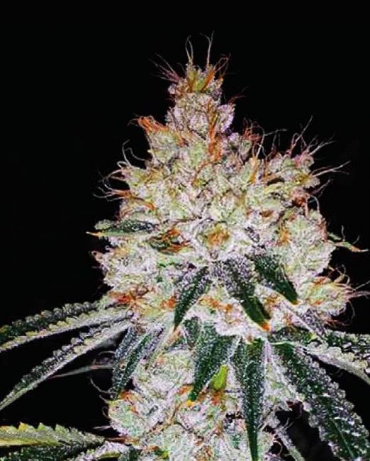 OGesus Auto Feminised Seeds