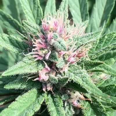 ErdPurt x PCK Feminised Seeds (Limited Edition)
