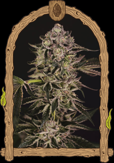Quick Sherbet Feminised Seeds