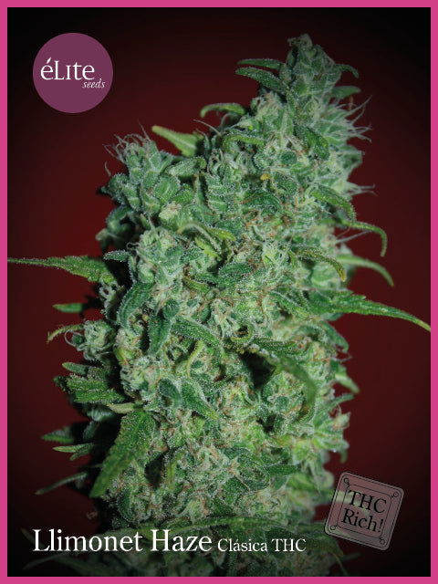 Llimonet Haze Classic THC Feminised Seeds