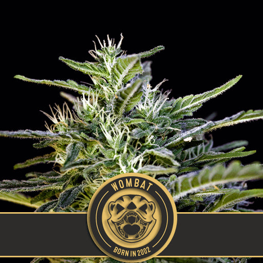 Wombat Feminised Seeds