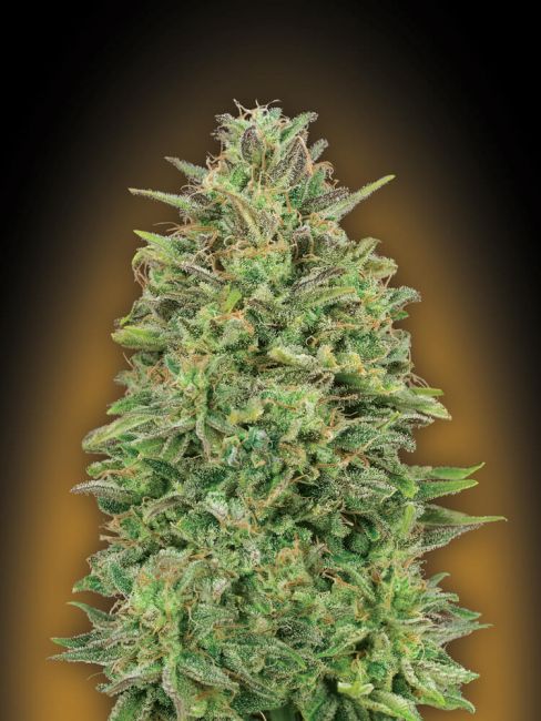 Skunk Feminised Seeds