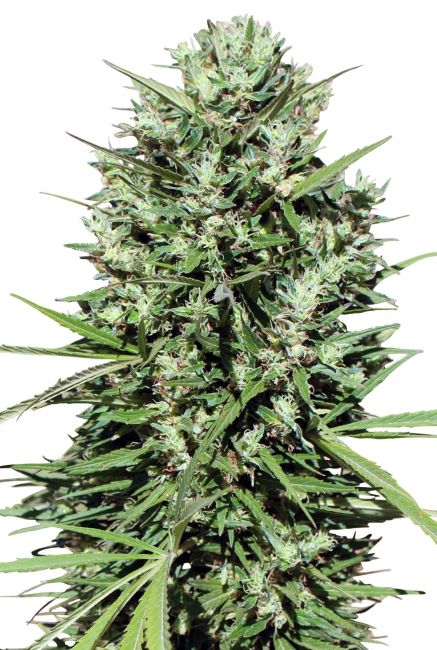 Morocco Beldia Kif Feminised Seeds