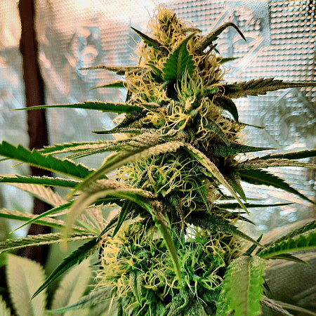 Grandaddy Purple Auto Feminised Seeds