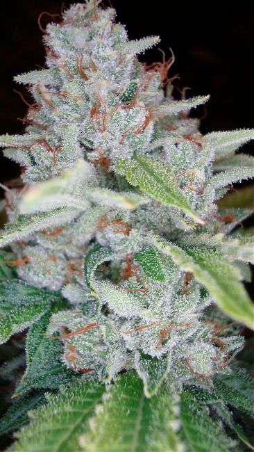 Skywalker Kush Feminised Seeds