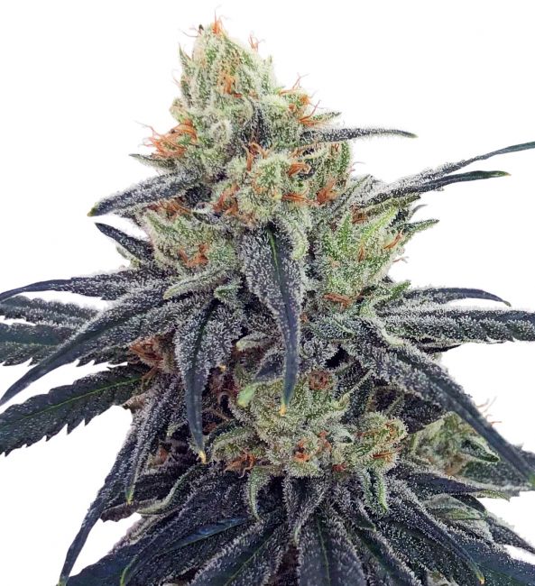 CBD # Feminised Seeds