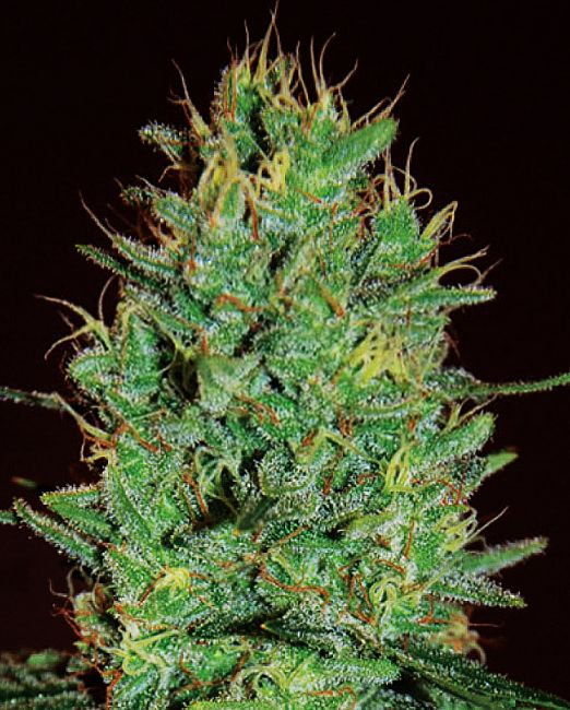 Amnesia Haze Feminised Seeds