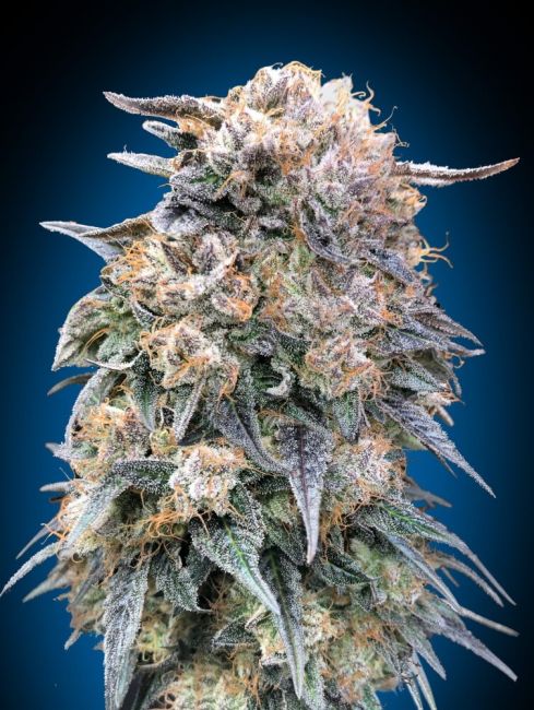 Kush FAST Feminised Seeds