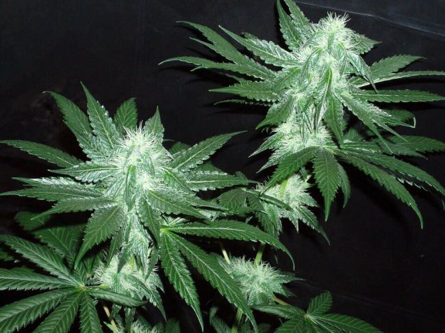 Italian Ice Feminised Seeds (Gold Collection)