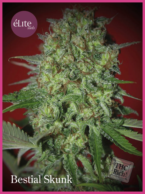 Bestial Skunk Feminised Seeds