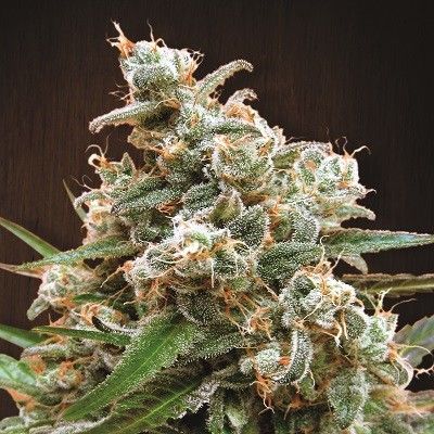 Nepal Jam Regular Seeds Breeders Pack