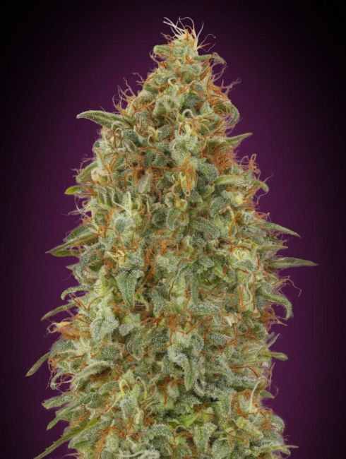 Zkittlez FAST Feminised Seeds