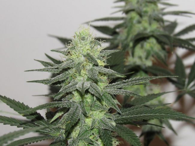 Moontang Regular Seeds