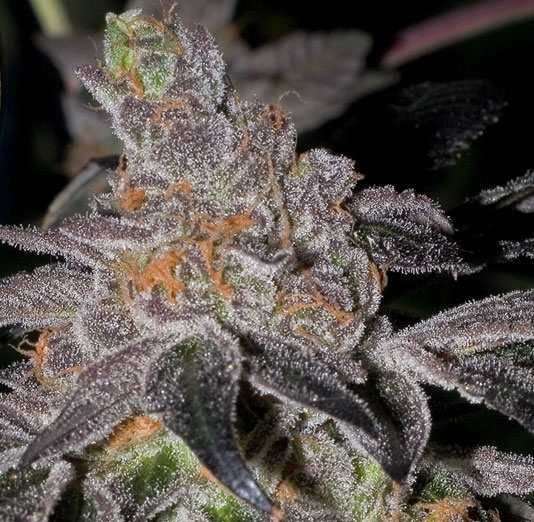 Animal Cookies Regular Seeds