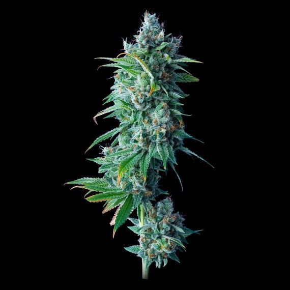 K Gold Feminised Seeds