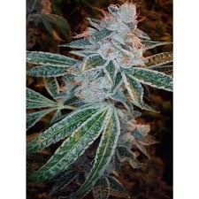 Lemon OG Kush Feminised Seeds