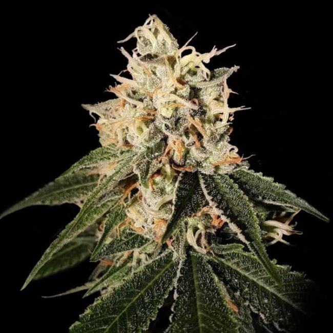 Sour Juice Regular Seeds (Crockett Family Farms)