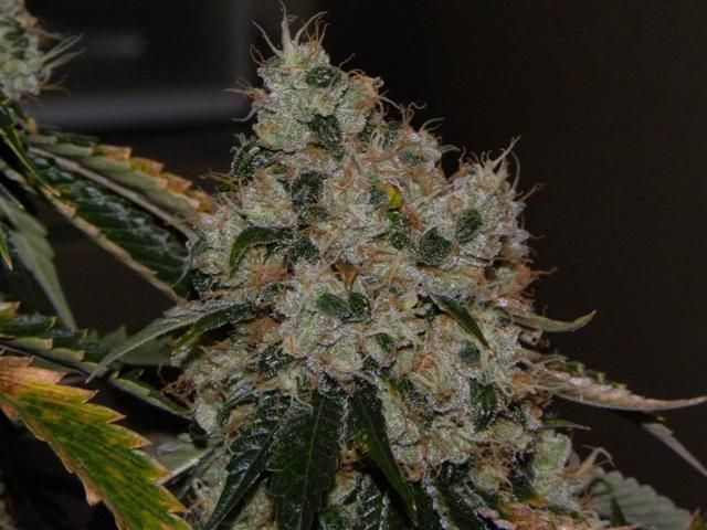 Chem Regular Seeds