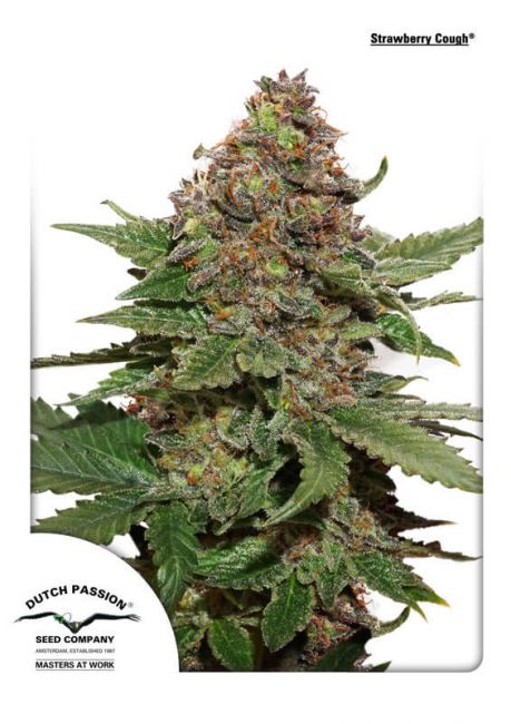Strawberry Cough Feminised Seeds