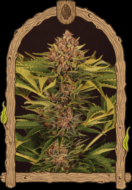 Strawberry Cola Auto Feminised Seeds