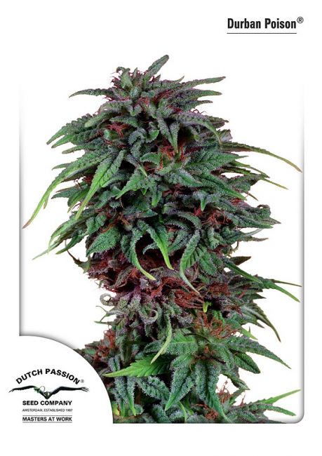 Durban Poison Feminised Seeds