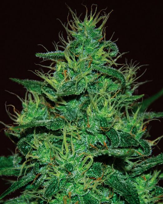 Amnesia Haze Auto Feminised Seeds