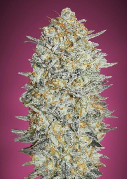 Gelato # Feminised Seeds