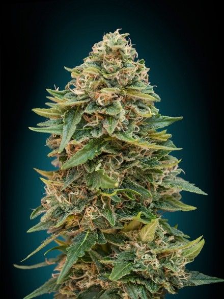 Skunk Auto Feminised Seeds