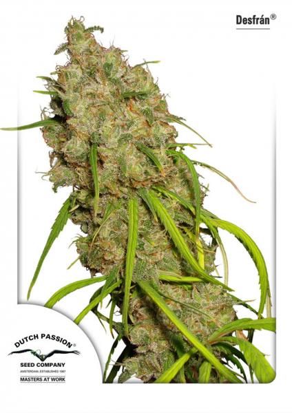 Desfran Feminised Seeds