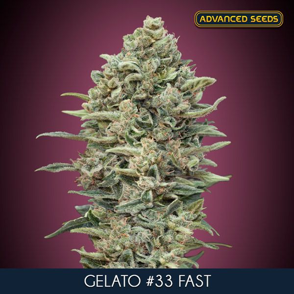 Gelato # FAST Feminised Seeds