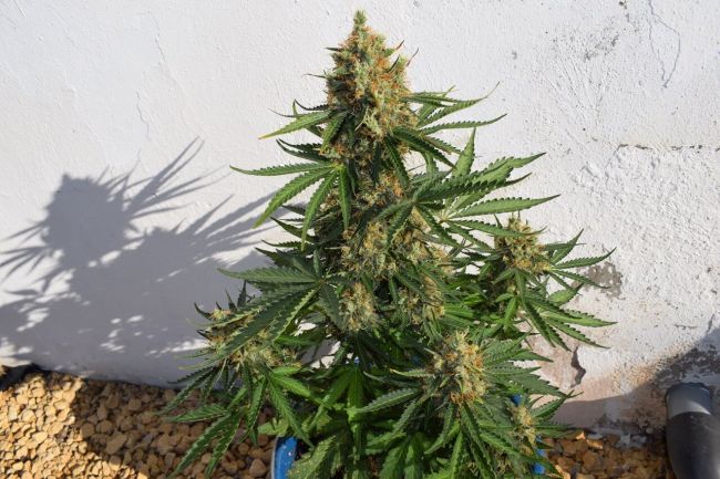 Lemon Haze Auto Feminised Seeds
