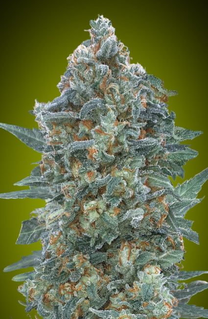 Critical Lemon CBD Auto Feminised Seeds
