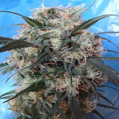 Kali China Feminised Seeds