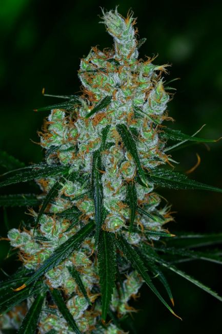 Silver Mountain Regular Seeds